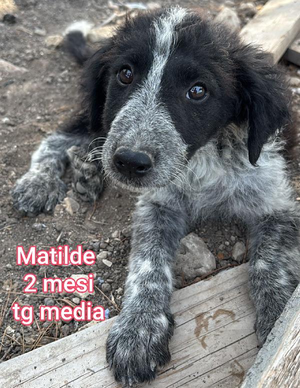 Cuccioli abbandonati! Urgente  Foto 2