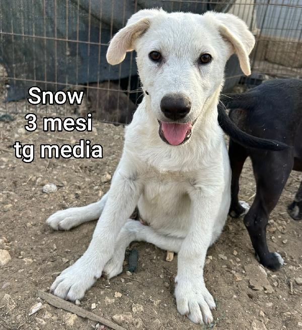 Cuccioli abbandonati! Urgente  Foto 5