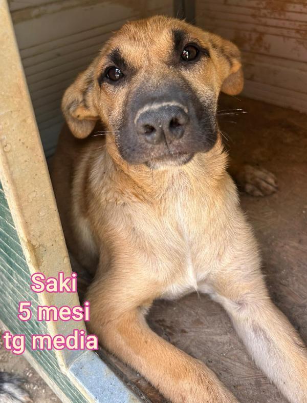 Cuccioli abbandonati! Urgente  Foto 8