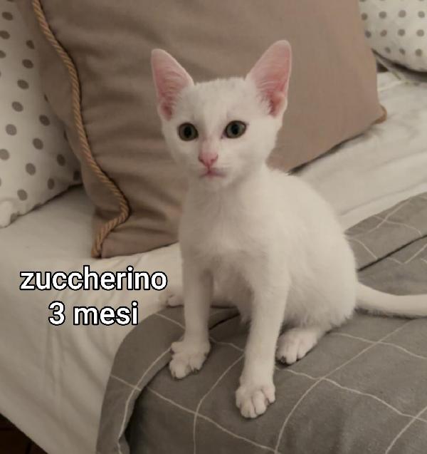 Micini in cerca d' amore Foto 7