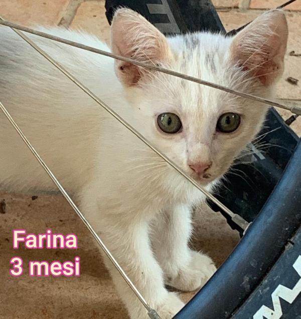 Micini in cerca d' amore Foto 8