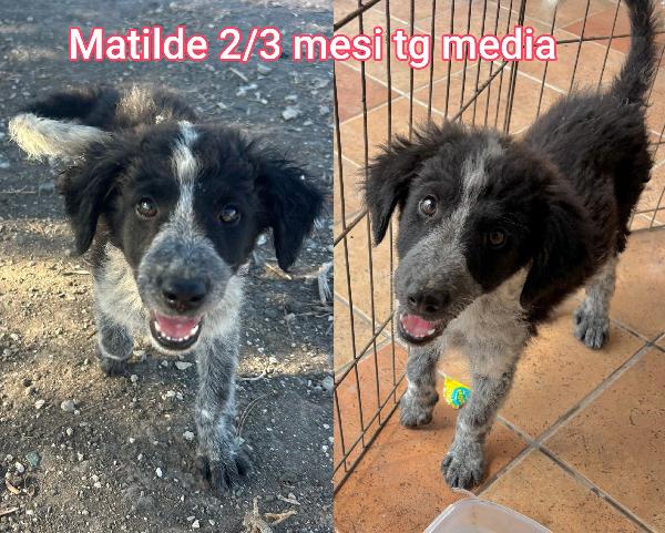 Cuccioli Buttati A Morire 