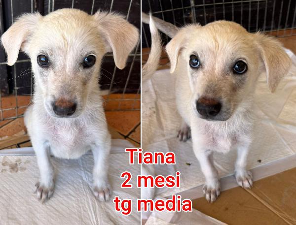 Cuccioli buttati a morire  Foto 6
