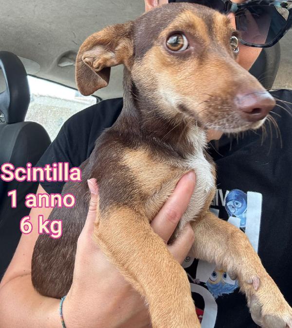 Cani tg.piccola e contenuta  Foto 2