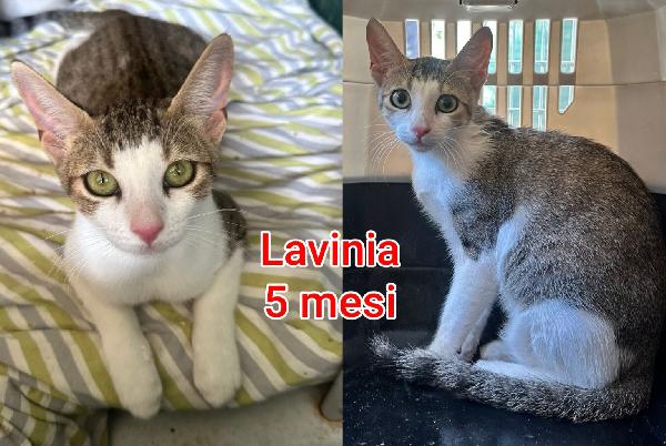 DOLCISSIMI MICETTI  Foto 8