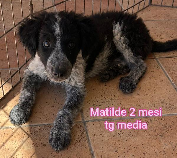 Ancora Tanti Teneri Cucciolini