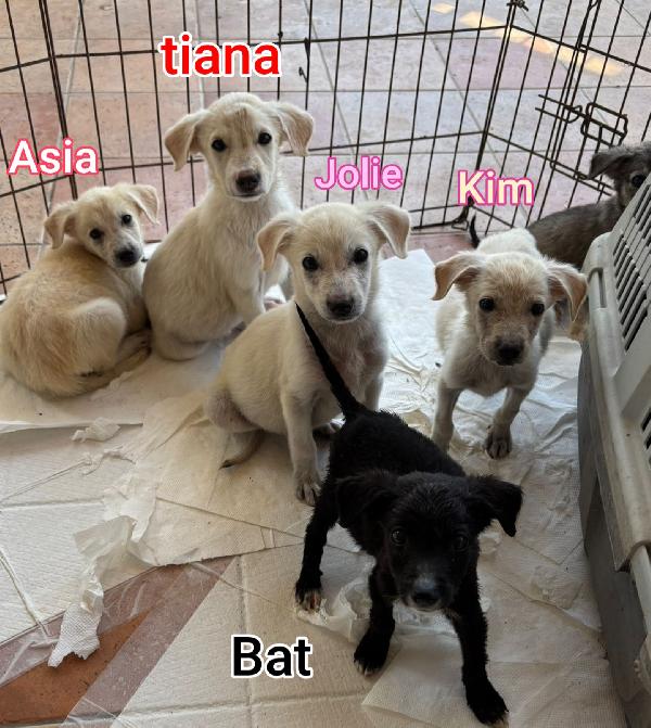 Ancora tanti teneri cucciolini Foto 8