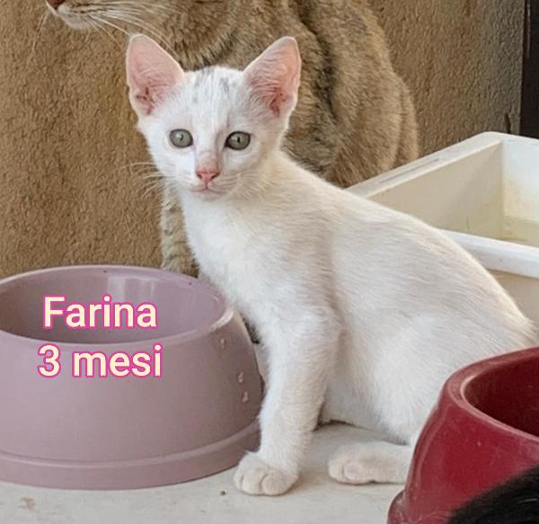 ADOTTATE UN GATTINO! Foto 4