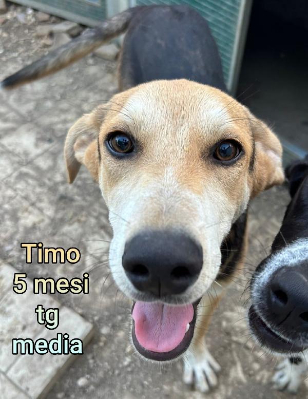 SALVATE UN CUCCIOLO! Foto 10
