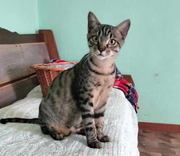 GRACE e KEVIN, teneri gattini in adozione! Foto 2