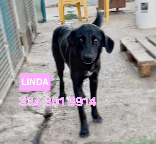 🌺Linda🌺 Cagnolina In Cerca Dì Adozione 🌺