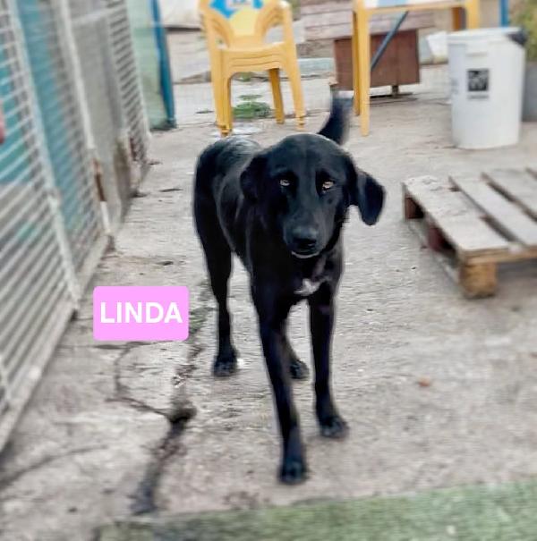 🌺LINDA🌺 cagnolina in cerca dì adozione 🌺 Foto 2