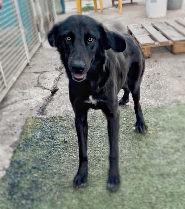 🌺LINDA🌺 cagnolina in cerca dì adozione 🌺 Foto 3