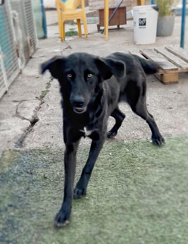 🌺LINDA🌺 cagnolina in cerca dì adozione 🌺 Foto 5