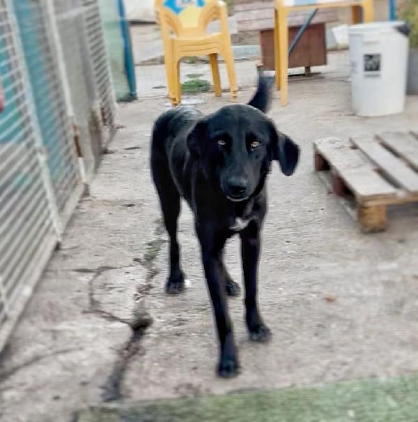 🌺LINDA🌺 cagnolina in cerca dì adozione 🌺 Foto 6