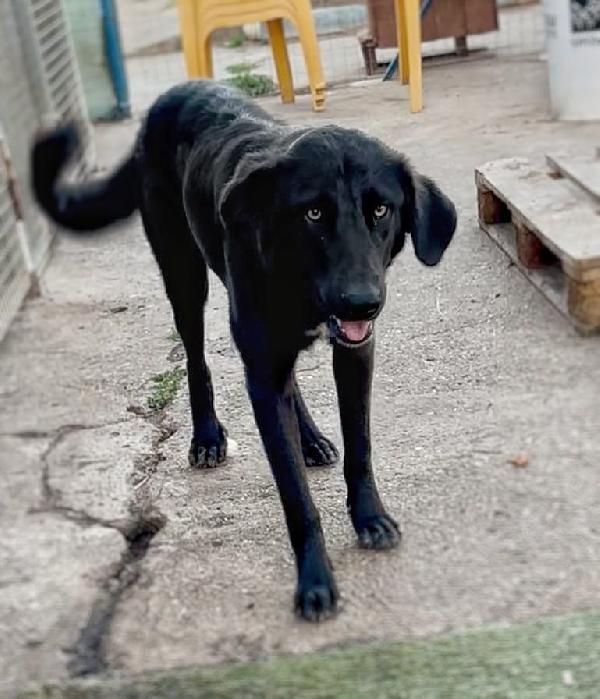 🌺LINDA🌺 cagnolina in cerca dì adozione 🌺 Foto 7