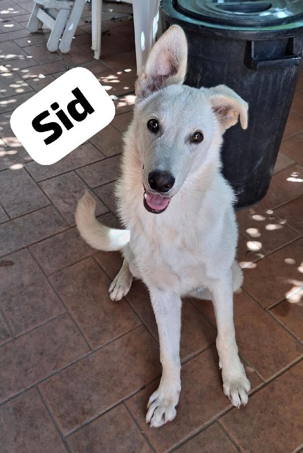 🥰Sid🥰 Promettente Calciatore Cerca Casa💪🏽