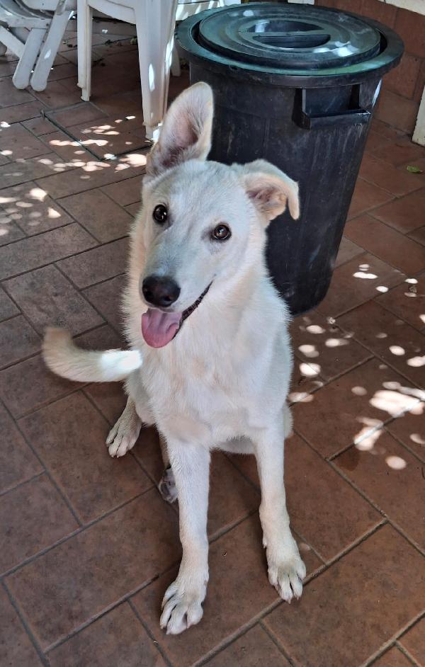 🥰SID🥰 promettente calciatore cerca casa💪🏽 Foto 2