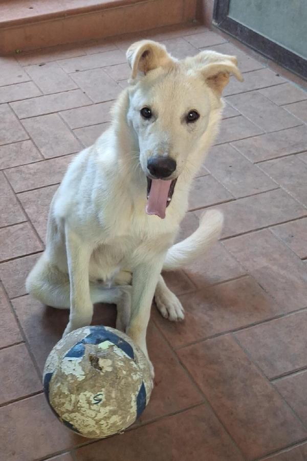 🥰SID🥰 promettente calciatore cerca casa💪🏽 Foto 5