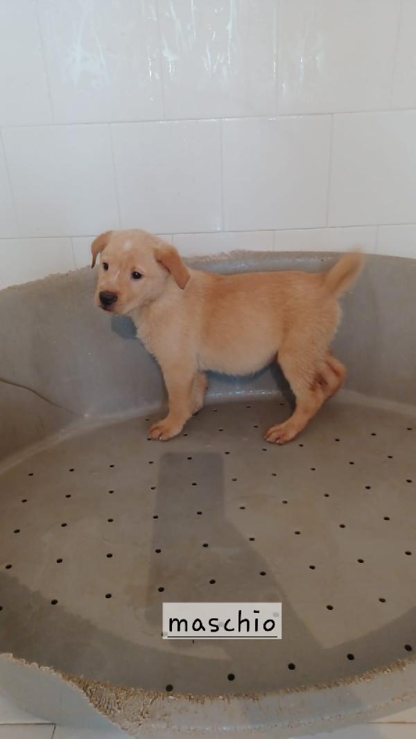 Cuccioli Di 3 Mesi Taglia Media 
