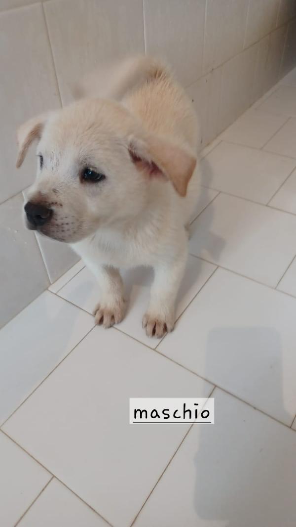 Cuccioli di 3 mesi taglia media  Foto 2