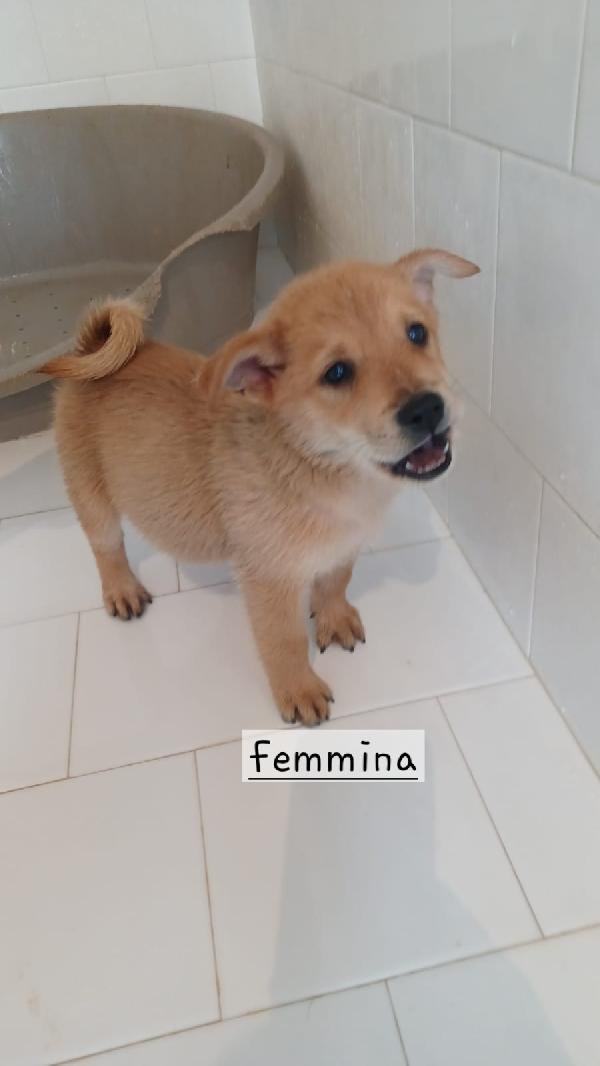 Cuccioli di 3 mesi taglia media  Foto 3