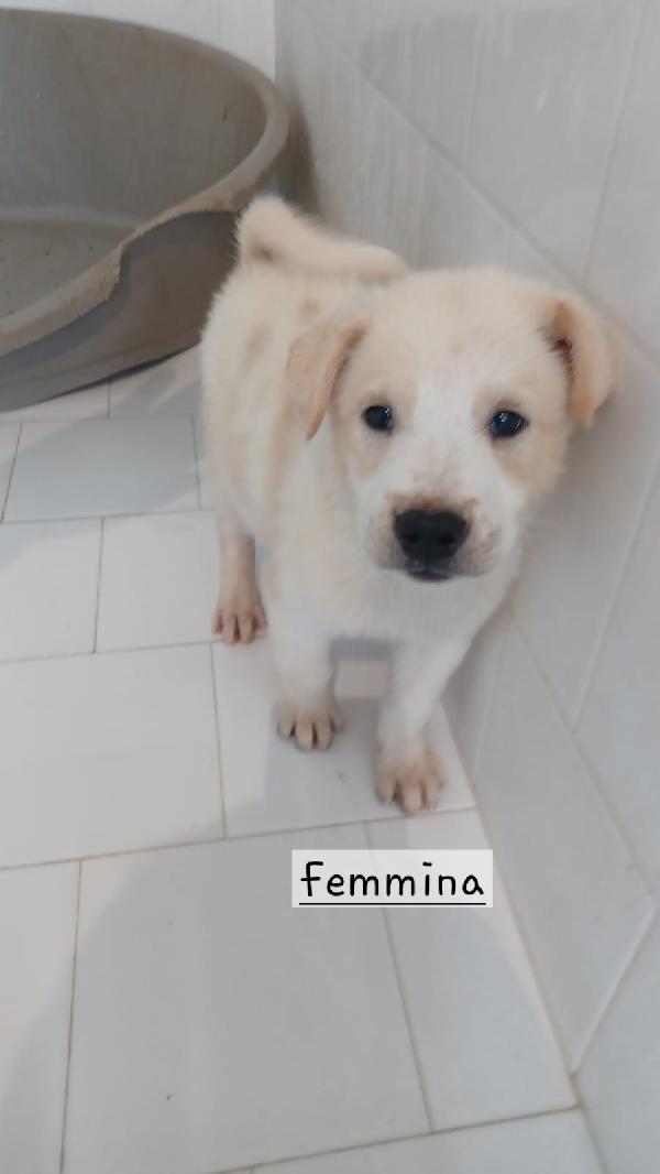 Cuccioli di 3 mesi taglia media  Foto 4