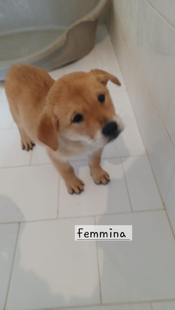 Cuccioli di 3 mesi taglia media  Foto 6