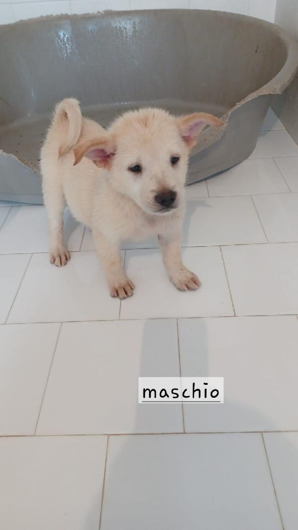 Cuccioli di 3 mesi taglia media  Foto 5