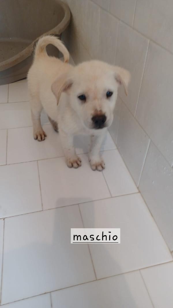 Cuccioli di 3 mesi taglia media  Foto 7