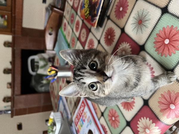 Aiuto Urgente ADOZIONE BENNY Foto 3