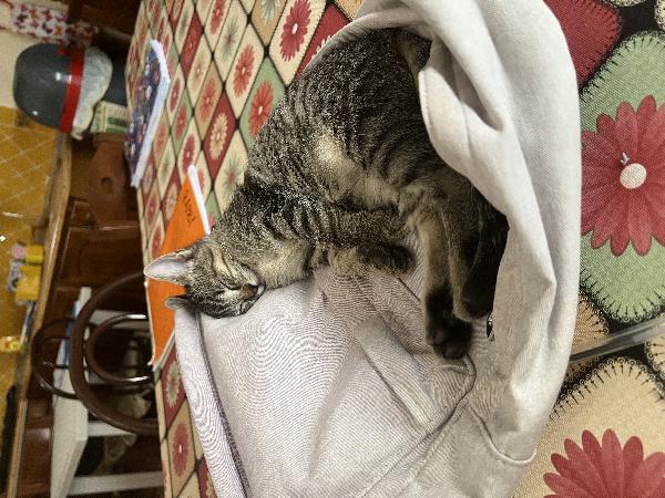 Aiuto Urgente ADOZIONE BENNY Foto 4