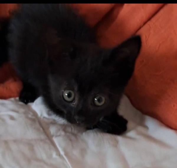 Mercoledì Gattina Nera