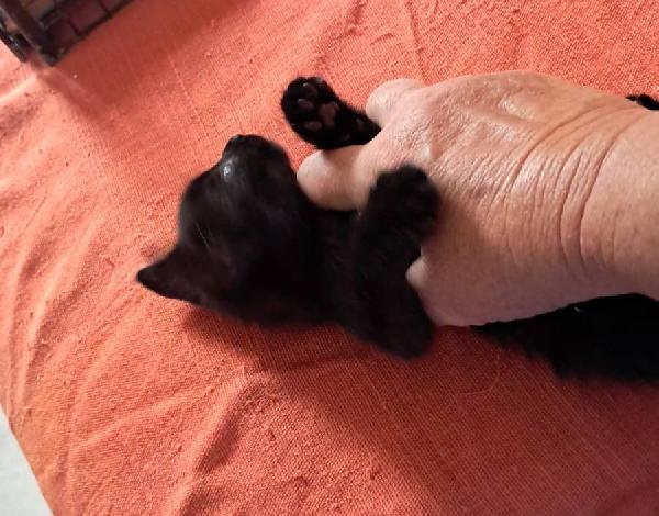 Mercoledì gattina nera Foto 3