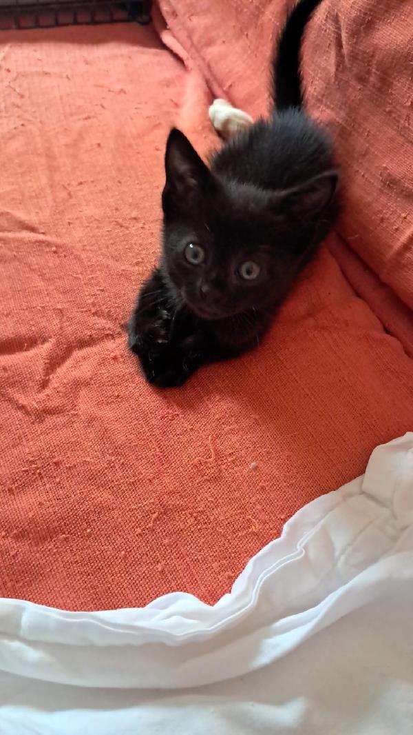 Mercoledì gattina nera Foto 4