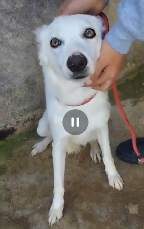 Bianchina Giovane Cagnolina Bianca In Canile Da 4Anni