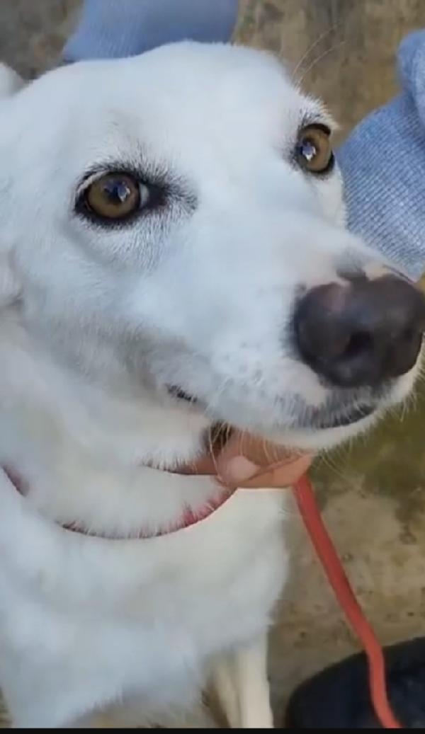 Bianchina giovane cagnolina bianca in canile da 4anni Foto 2