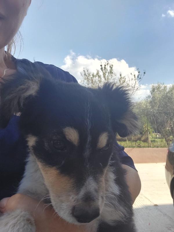 🐾💛“Pepsi, cucciolo dal cuore grande in cerca di una vita vera"💕🧑🏻‍🧑🏻‍🧒🏻 Foto 8