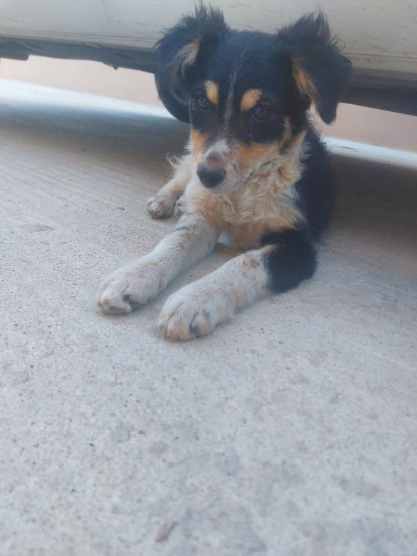 🐾💛“Pepsi, cucciolo dal cuore grande in cerca di una vita vera"💕🧑🏻‍🧑🏻‍🧒🏻 Foto 9