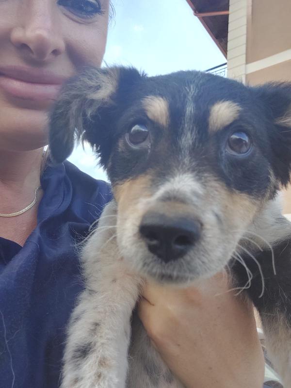 🐾💛“Pepsi, cucciolo dal cuore grande in cerca di una vita vera"💕🧑🏻‍🧑🏻‍🧒🏻 Foto 10