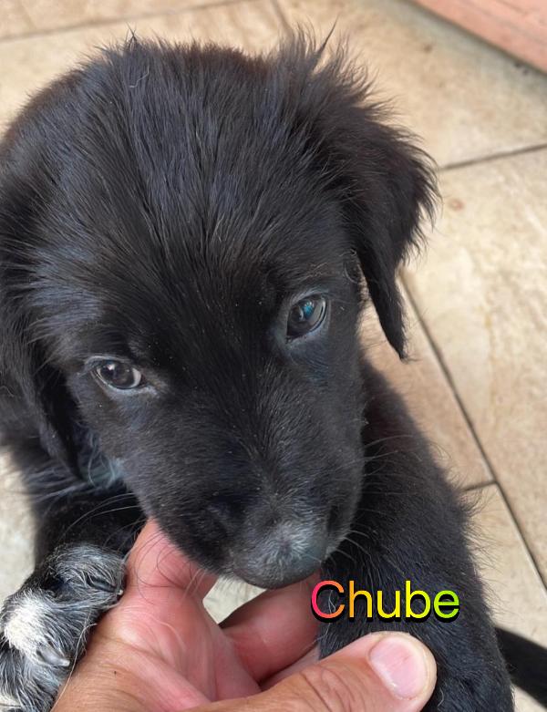 Han Luke Chube cuccioli di appena 50 giorni cercano casa ❤️ Foto 2