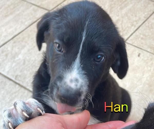 Han Luke Chube cuccioli di appena 50 giorni cercano casa ❤️ Foto 3