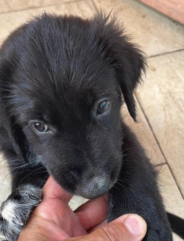 Han Luke Chube cuccioli di appena 50 giorni cercano casa ❤️ Foto 4