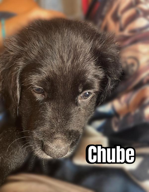 Han Luke Chube cuccioli di appena 50 giorni cercano casa ❤️ Foto 5