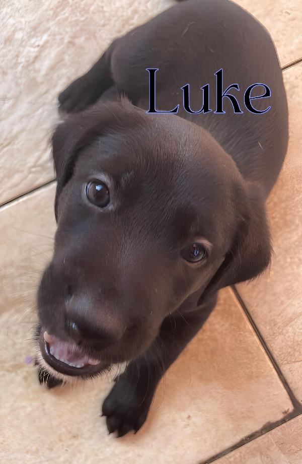 Han Luke Chube cuccioli di appena 50 giorni cercano casa ❤️ Foto 6