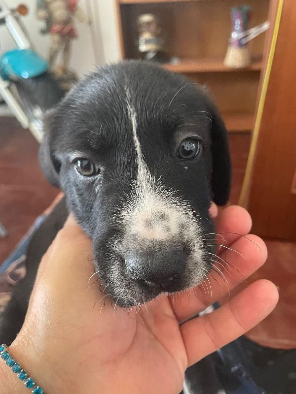 Han Luke Chube cuccioli di appena 50 giorni cercano casa ❤️ Foto 7