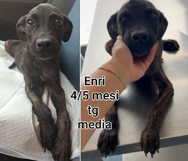 cucciolotti senza casa  Foto 5