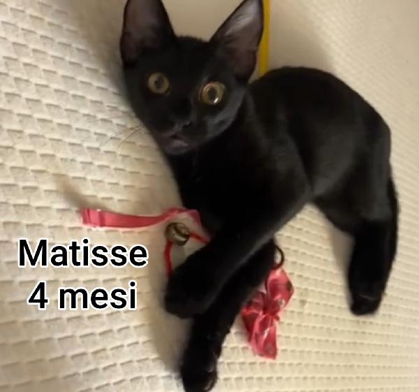 GATTINI ABBANDONATI! EMERGENZA  Foto 3