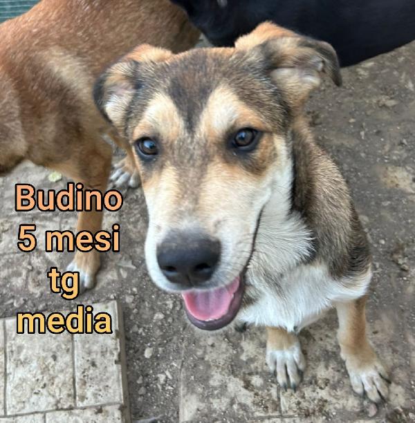 CUCCIOLI ABBANDONATI! EMERGENZA  Foto 6