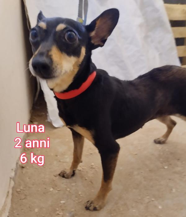 Cani Taglia Piccola E Contenuta 